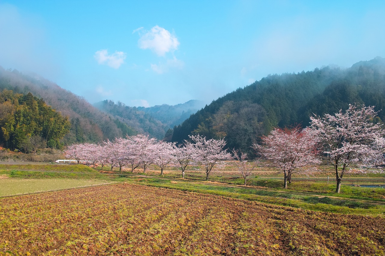 桜並木の写真