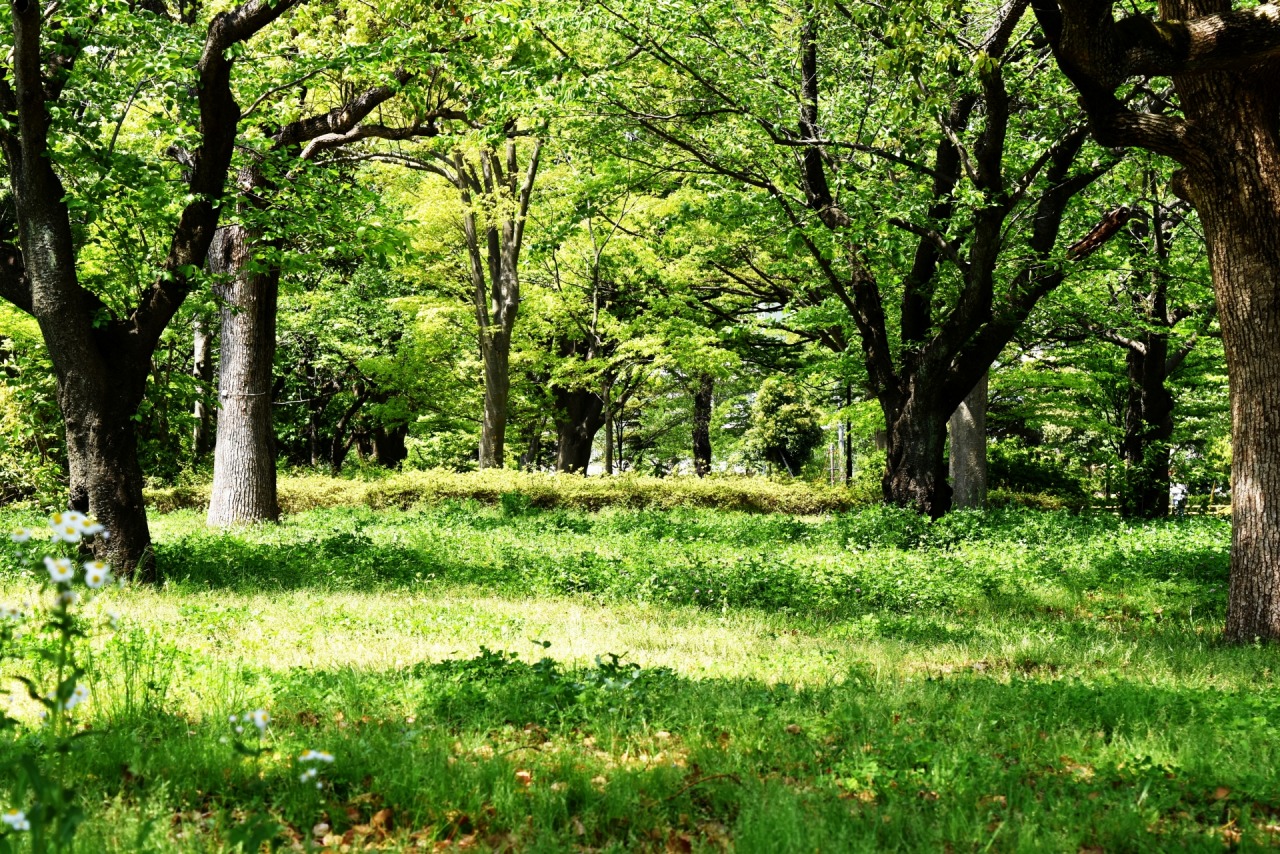 山林の写真